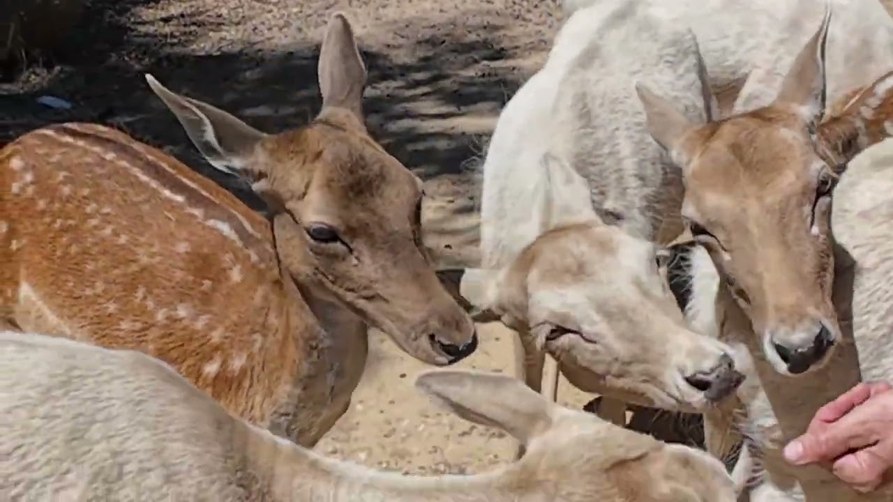 Halls Gap Zoo - Victoria Australia