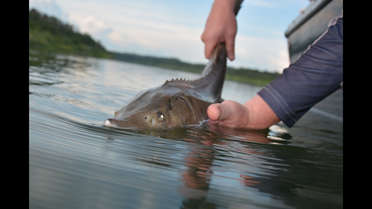Understanding Lake Sturgeon in the North Saskatchewan River