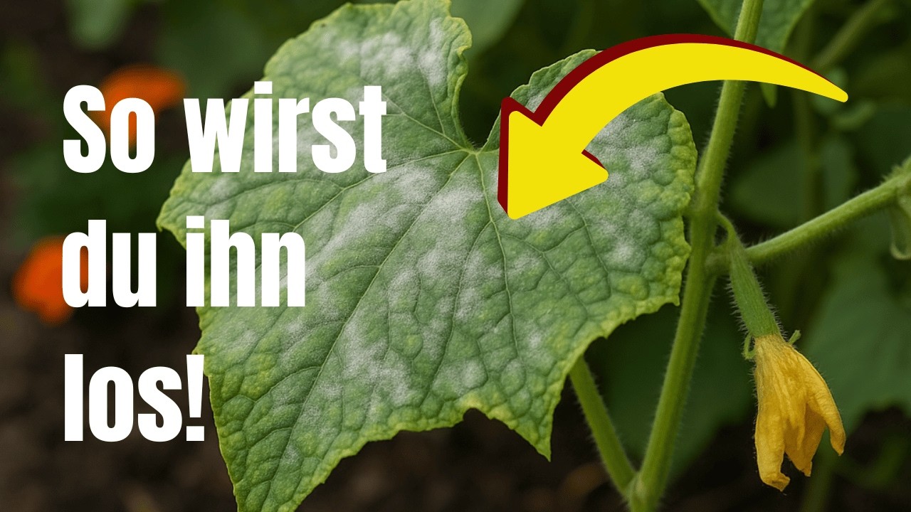 Das hilft wirklich gegen Mehltau  Diese Tricks retten deine Gurken und Zucchini!
