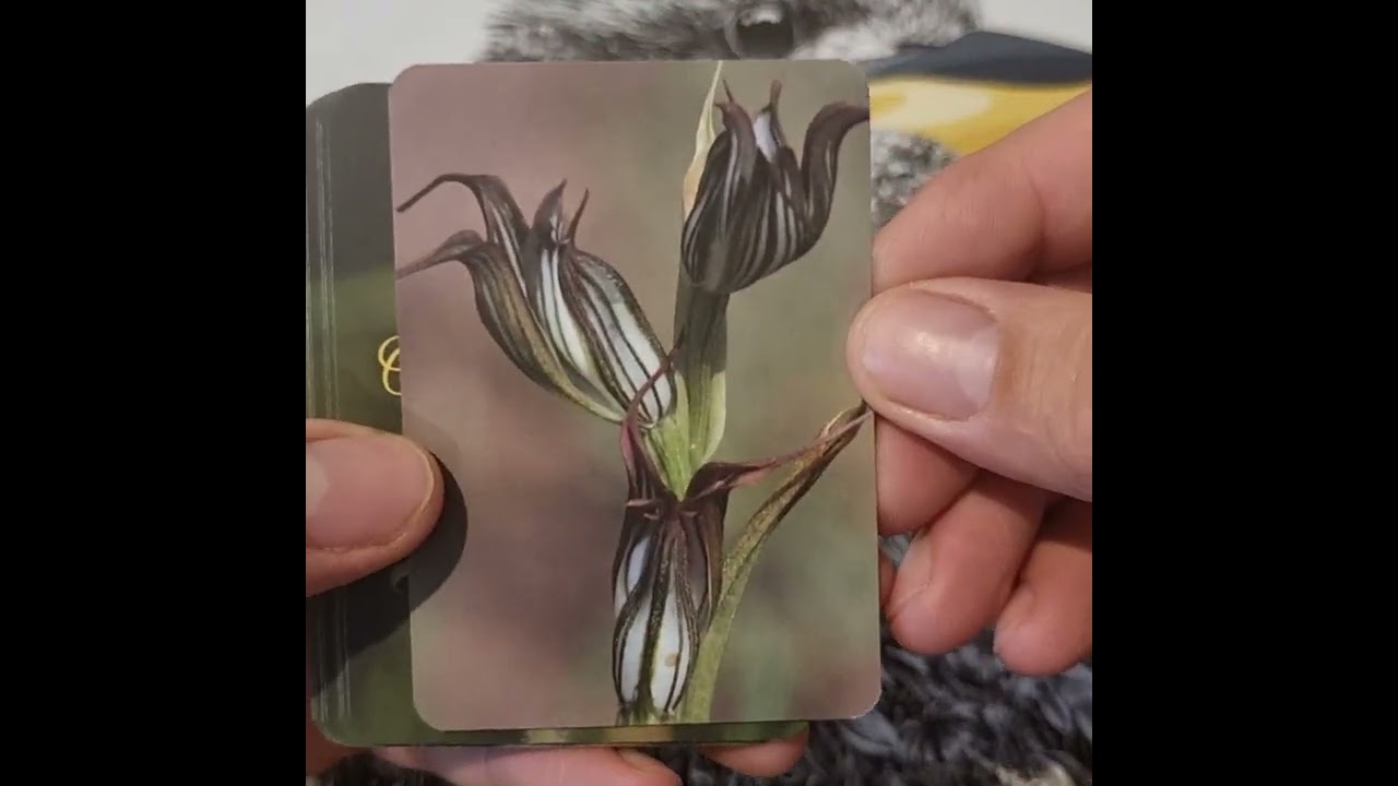 Collectable Orchid Cards. A New Way to Hunt for Precious Orchids. #orchids