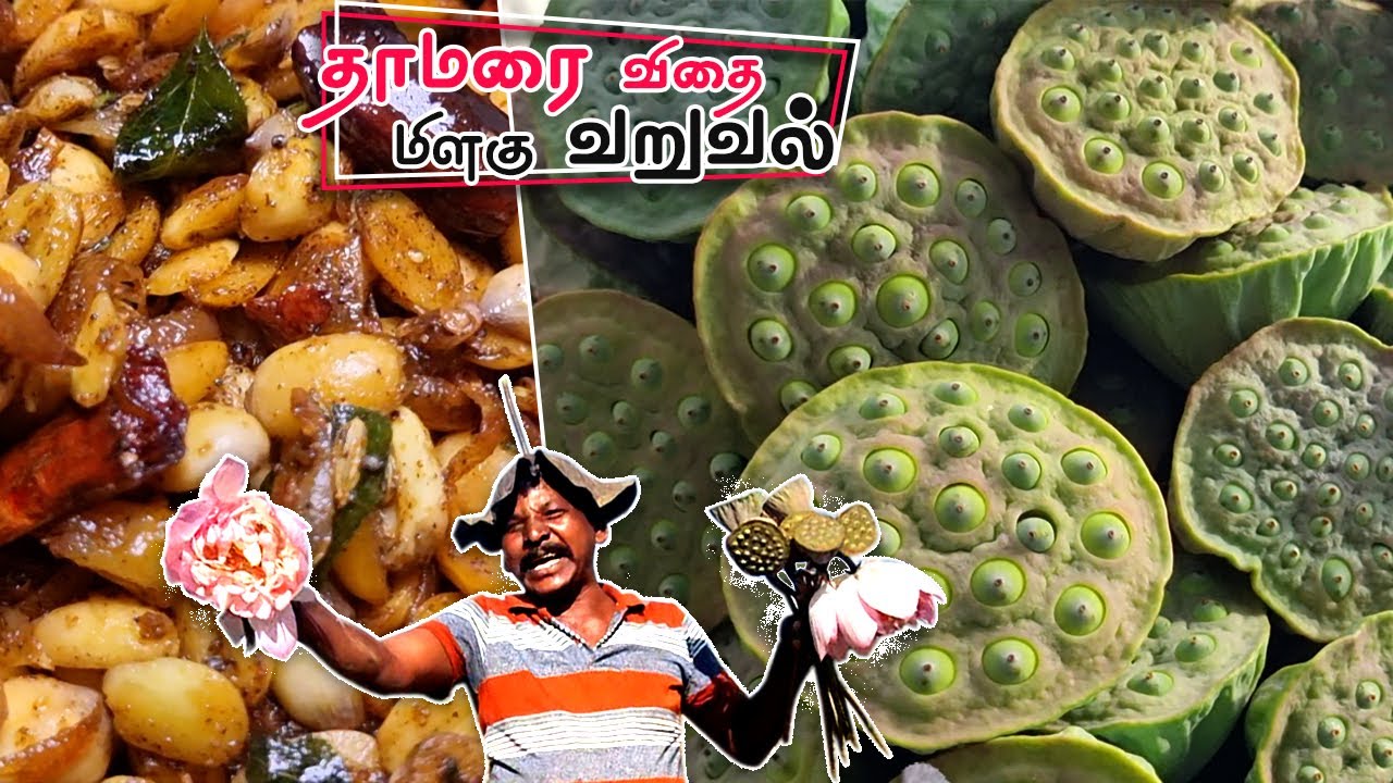 தாமரை குளத்தில், தாமரை விதை வேட்டை - தாமரை விதை மிளகு வறுவல்  Lotus seed Pepper fry, Lotus seed hunt