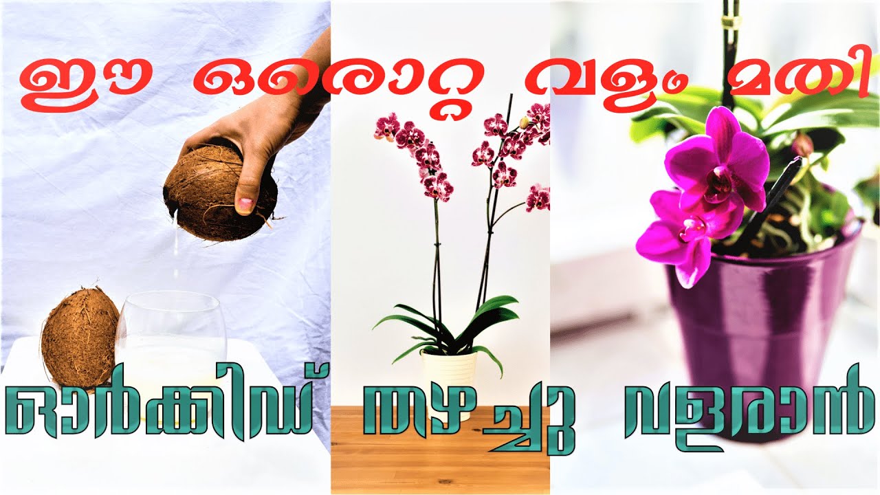 Best Fertilizer for orchids to grow - Coconut Water (തേങ്ങാവെള്ളം)