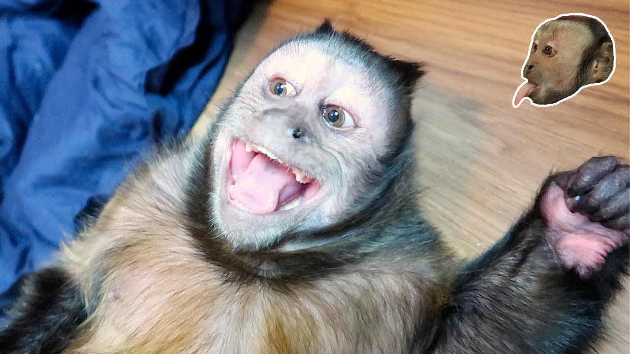 Capuchin Monkey SUNDAY FUNDAY!