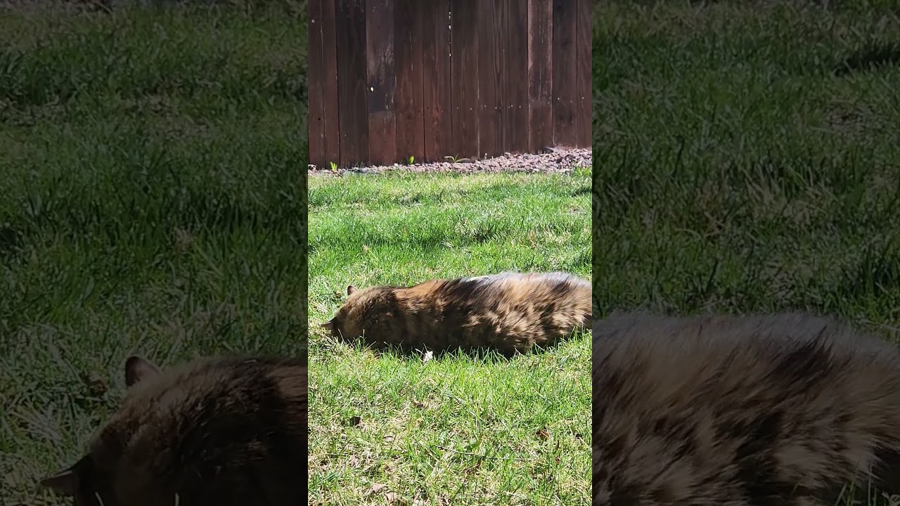 #grass #cats #rollover #rolling #rollinginthegrass #sunnyday