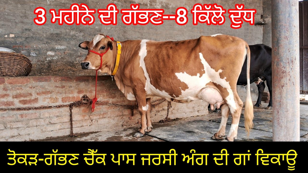 ਤੋਕੜ-ਗੱਭਣ ਚੈੱਕ ਪਾਸ ਜਰਸੀ ਗਾਂ ਵਿਕਾਊ 62806-12633.  Tokad gabhan check pass jersey cow sale.