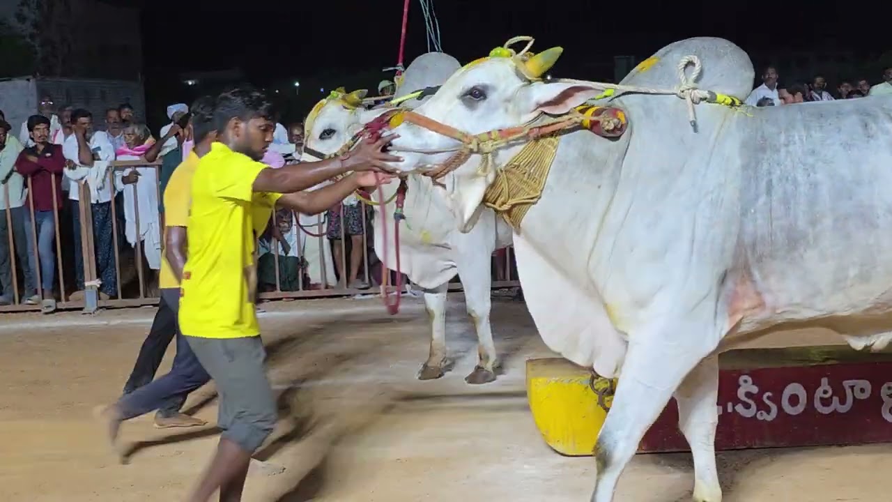 Samarasimha and don in dachepalli got 1st place