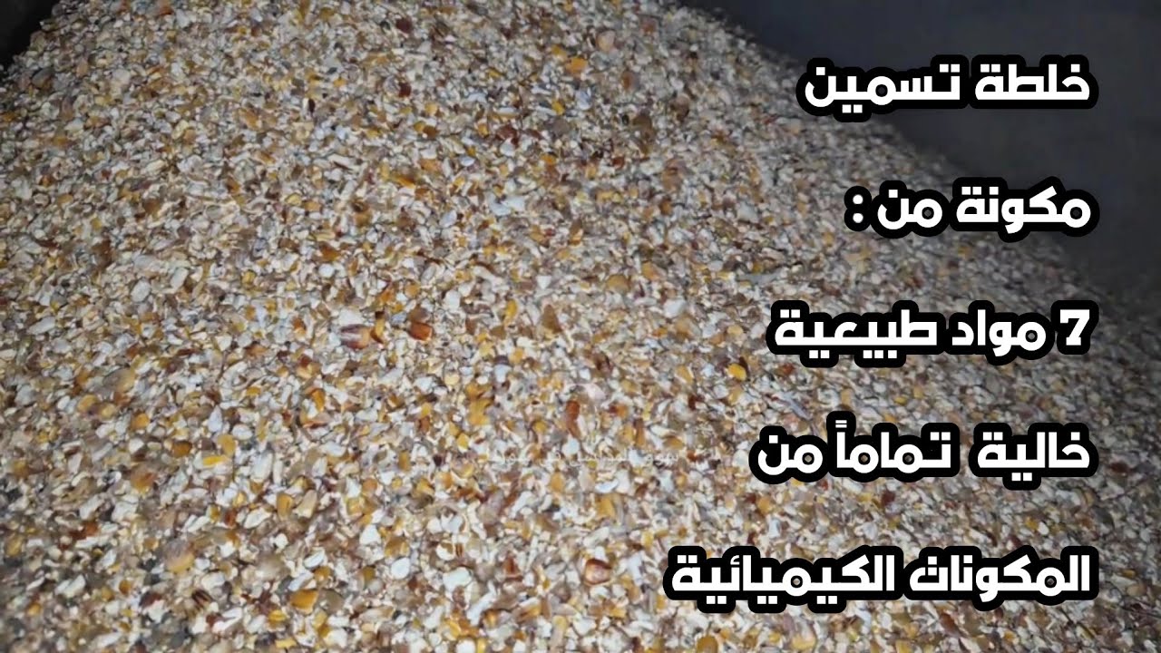 مشروع ربط خروف وردي (03) خلطة #علف_تسمين #خروف ( شعير، حنطة، ذرة، فول، صويا، جلبان، نخالة قمح )