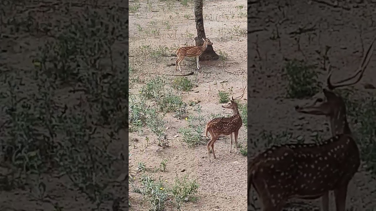 Marne se darte nahin Chhute😍😍