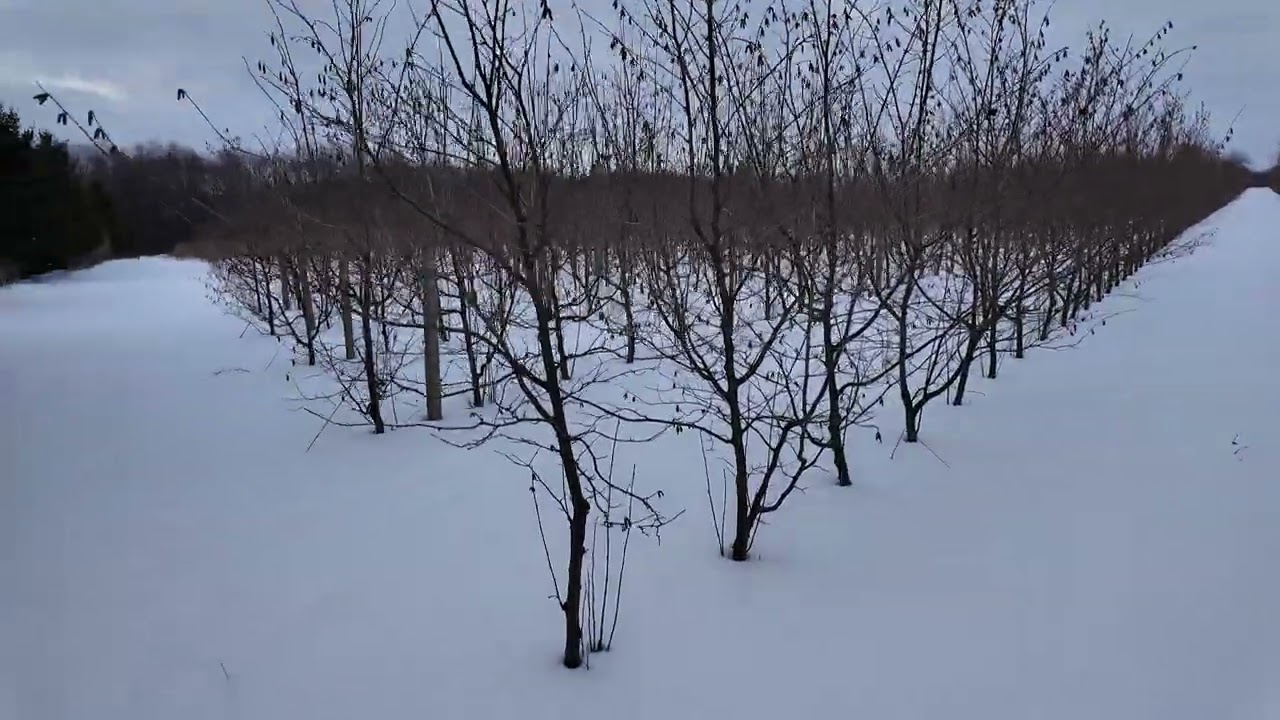 Сад фундука після чотирьох років вегетації