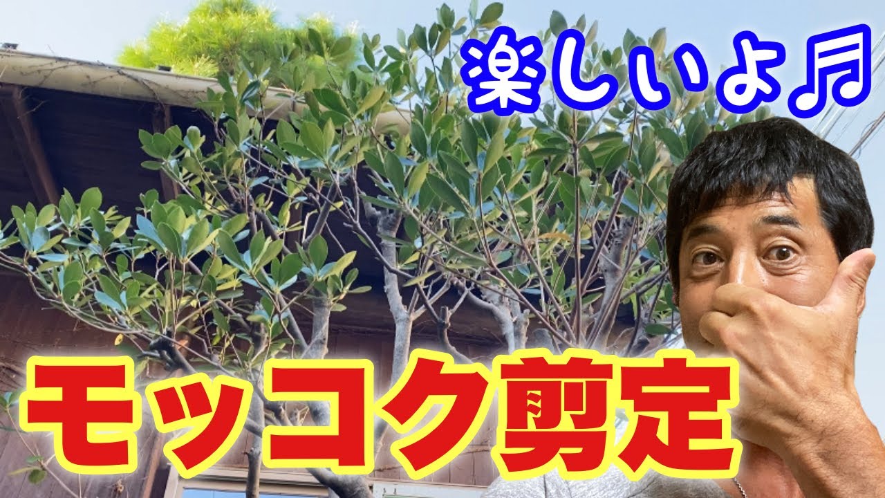 モッコク剪定【植木屋作業動画】庭木の王様は見た目が命🔥