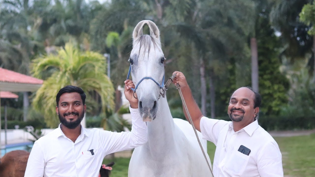 25ലക്ഷത്തിന് കുതിരയെ വാങ്ങി|biggest horse in tamilnadu|agritechfarming horse|horse videos malayalam