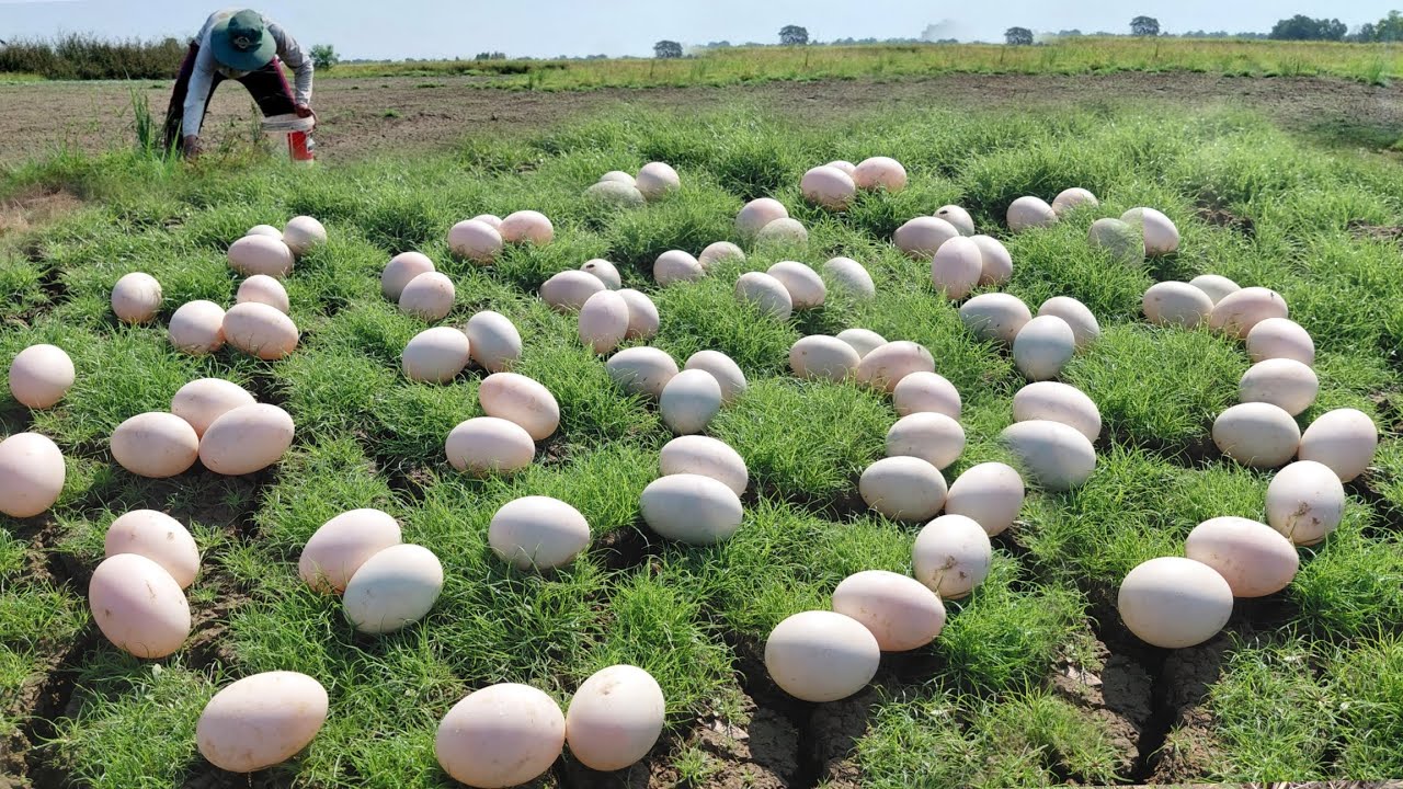 Best amazing  -A farmer collects a lot of duck eggs from the fields and young grass.