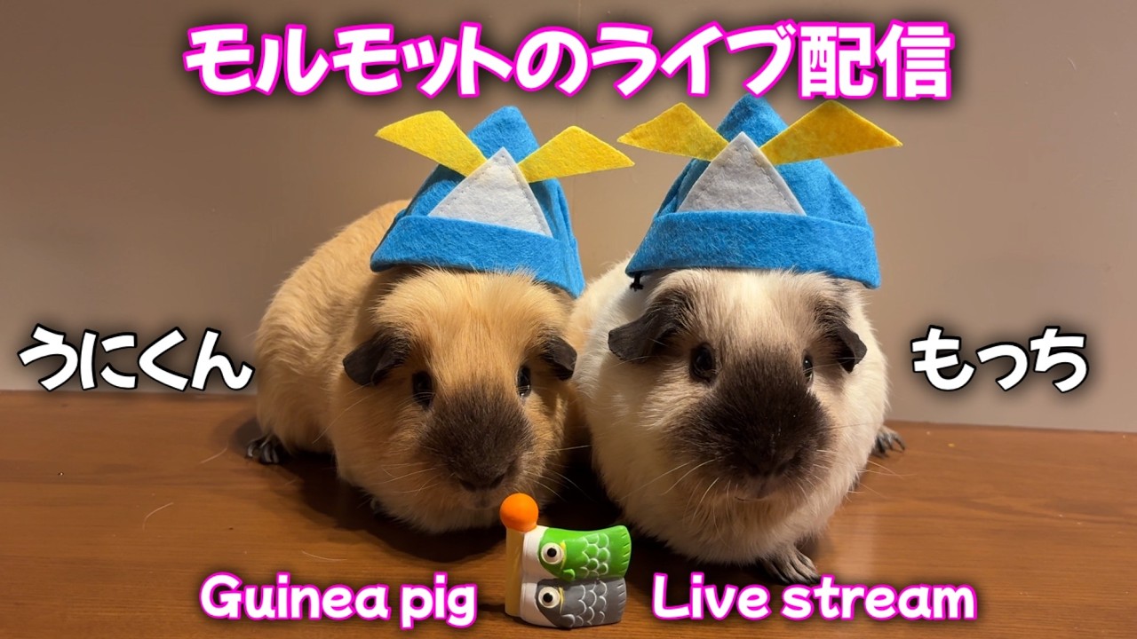 🔴モルモットのライブ配信 Guinea pig live stream