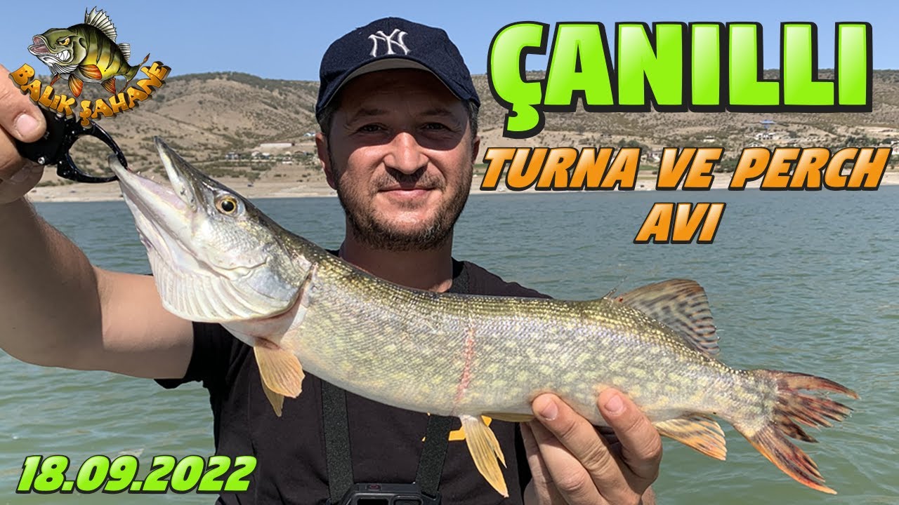 ÇANILLI BARAJI TURNA VE PERCH BALIK AVI.ÇANILLIYI KALEM TURNALAR BASMIŞ....