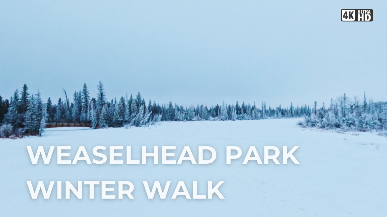 Winter Walk in Calgary’s Weaselhead — Hoar Frost, Frozen Trails & Total Solitude ❄️ 4K