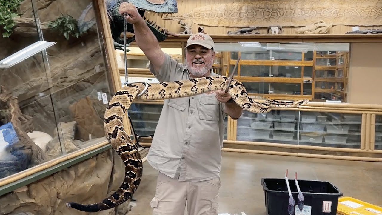 Распаковка ядовитой змеи!! 😱🐍