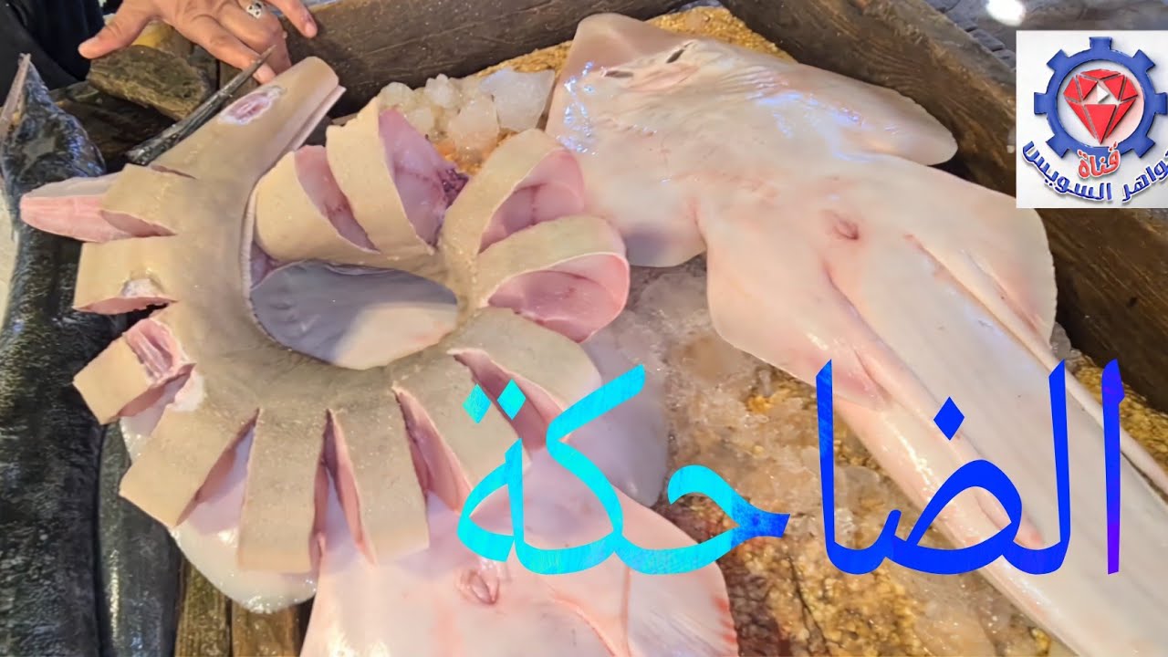 @ السمكة الضاحكة وتنوع متميز وأسعار مناسبة عند خالد بالممر الشعبي بسوق السمك بالأنصاري بالسويس.