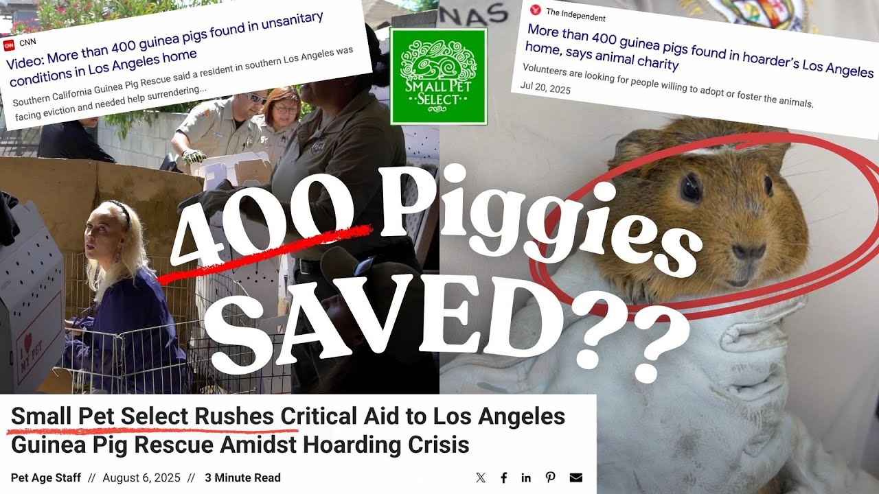 Спасено 400 морских свинок? Полная спасательная операция при участии @LosAngelesGuineaPigRescue