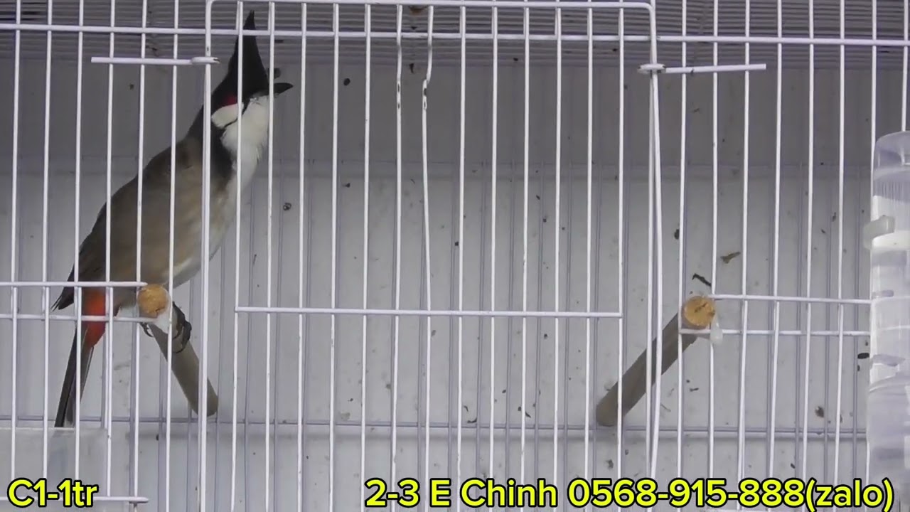 2-3 Siêu Phẩm Ak47 Gửi AE Hàng Cực Chất - Phách Chơi Tốc Độ - Lắc Giật - Ché Đè Quát Nạt Thú Dữ