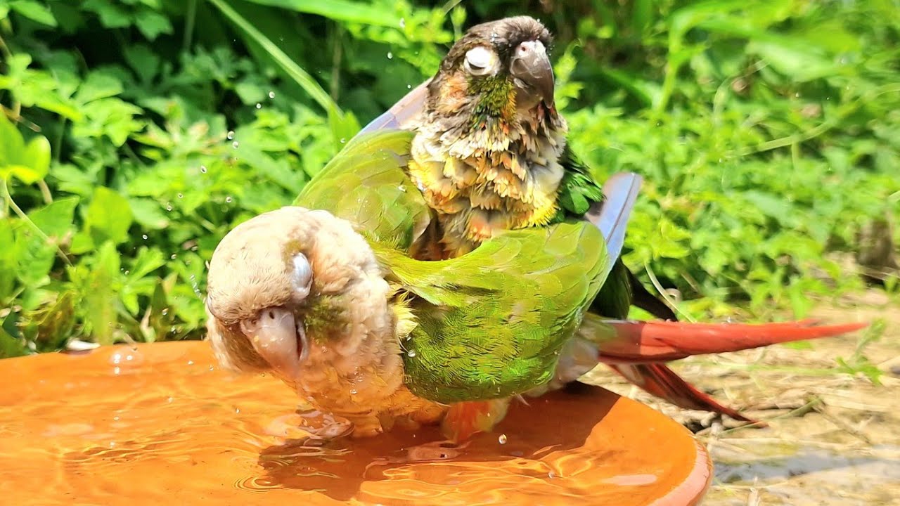 Wow! What are these two birds doing? : Nature green cheek conure parrot sounds. 4k video 