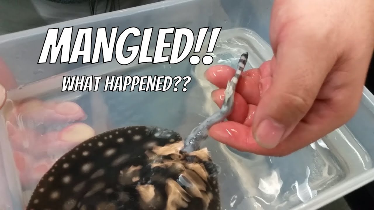 MANGLED PUP! Will it SURVIVE? New born Black Diamond Stingray got injured