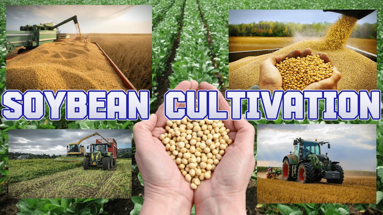 අස්වනු නෙලීම: රුමේනියාවේ සෝයා බෝංචි වගාව | Harvesting Riches: Soybean Farming in Romania #viral