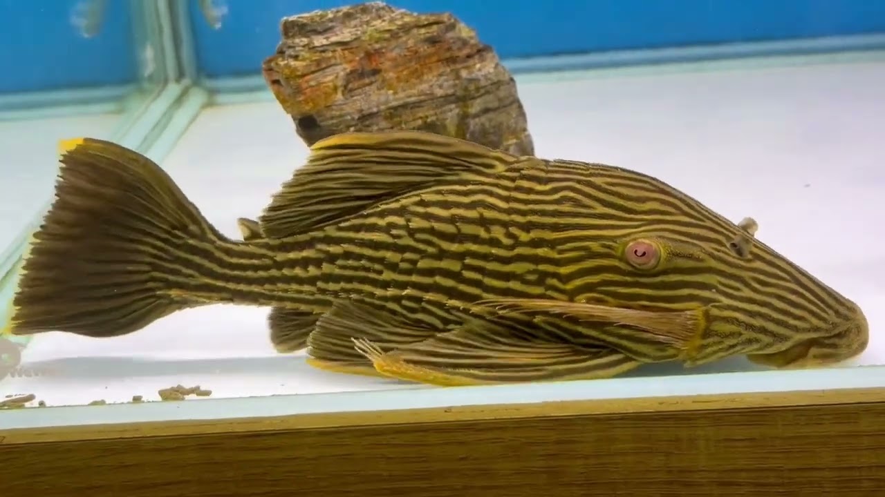 L027c 金線皇冠豹異形~台南 大自然水族