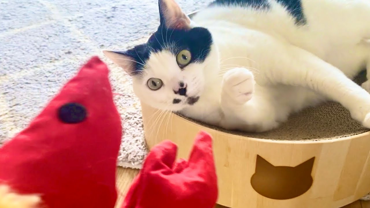 【猫vlog】宿敵「えびち」登場