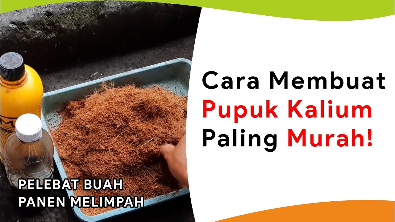 Pupuk Kalium Paling Murah! Gini Cara Buatnya!
