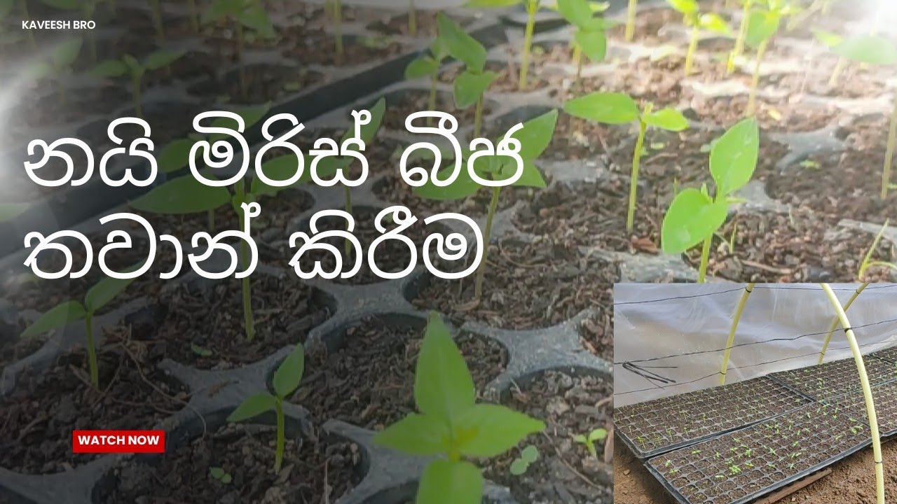 නයි මිරිස් බීජ තවාන් කිරීම | Nai miris wagawa Part 1