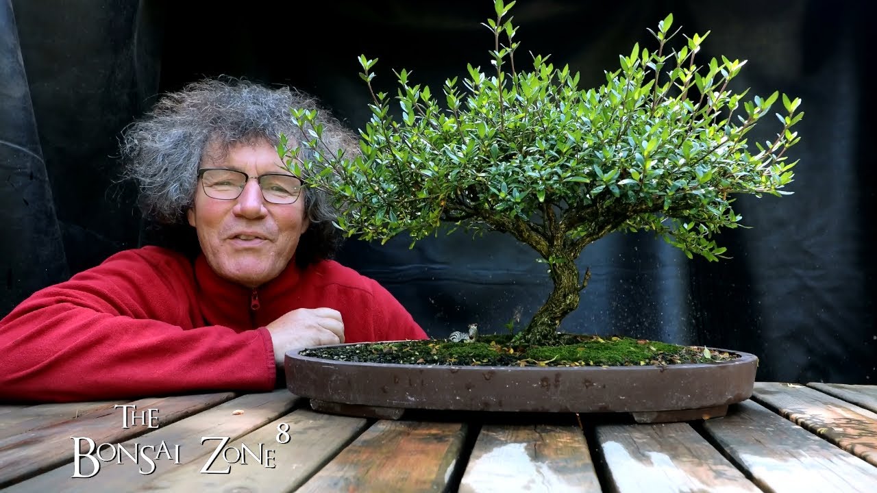 My Serissa Bonsai, Part 1, The Bonsai Zone, June 2021