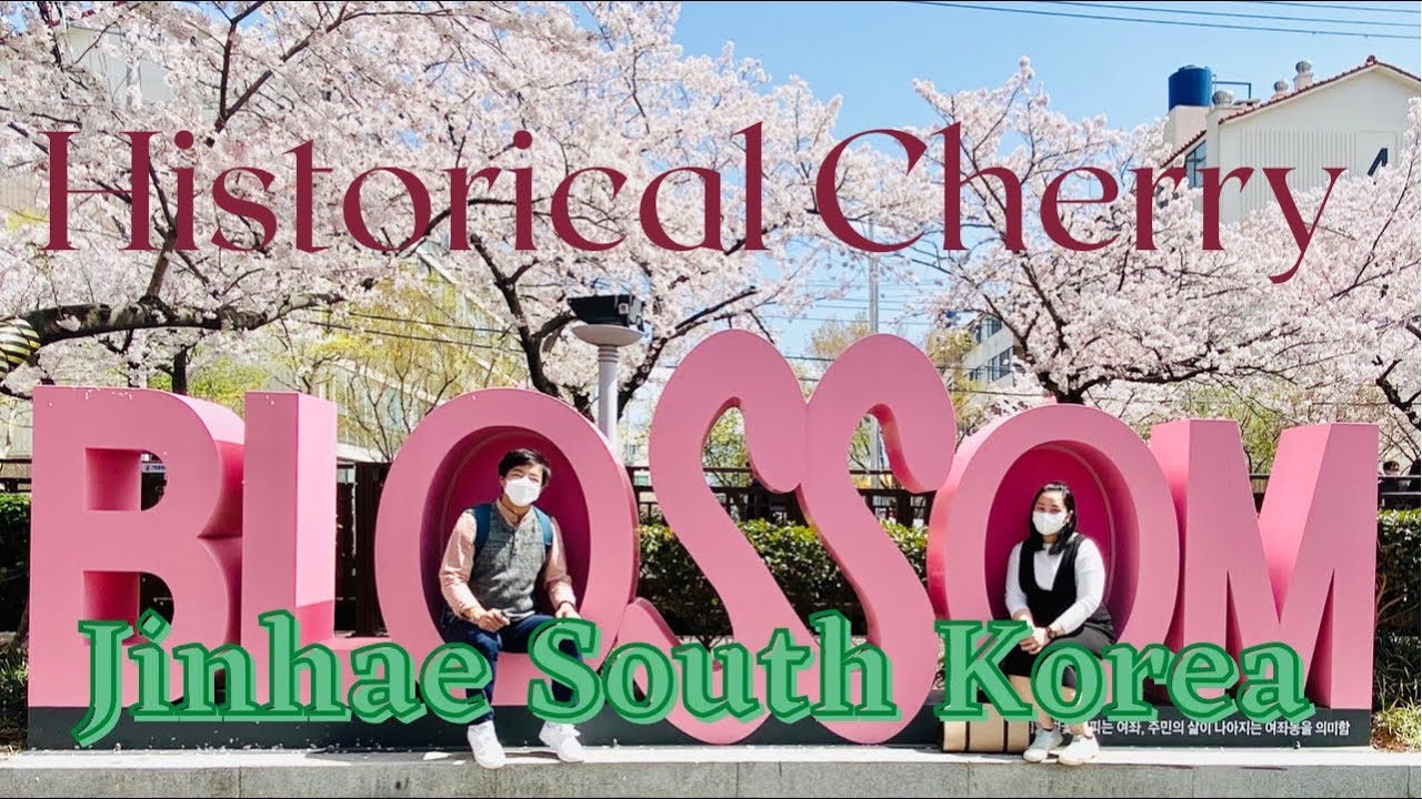 Cherry Blossom | Jinhae South Korea Cherry Blossom Festival | Rjames Yang