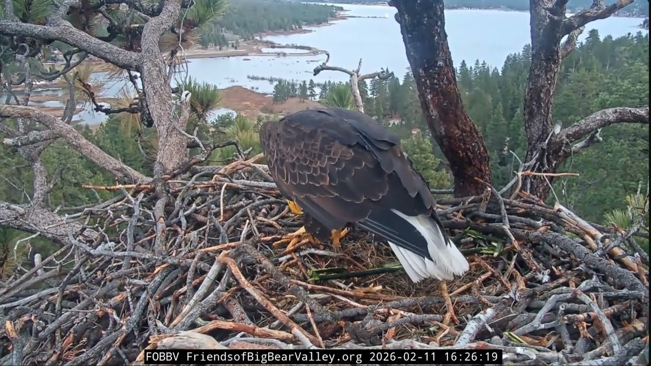 Jackie delivers some green fluff to the nest | 2.11.26