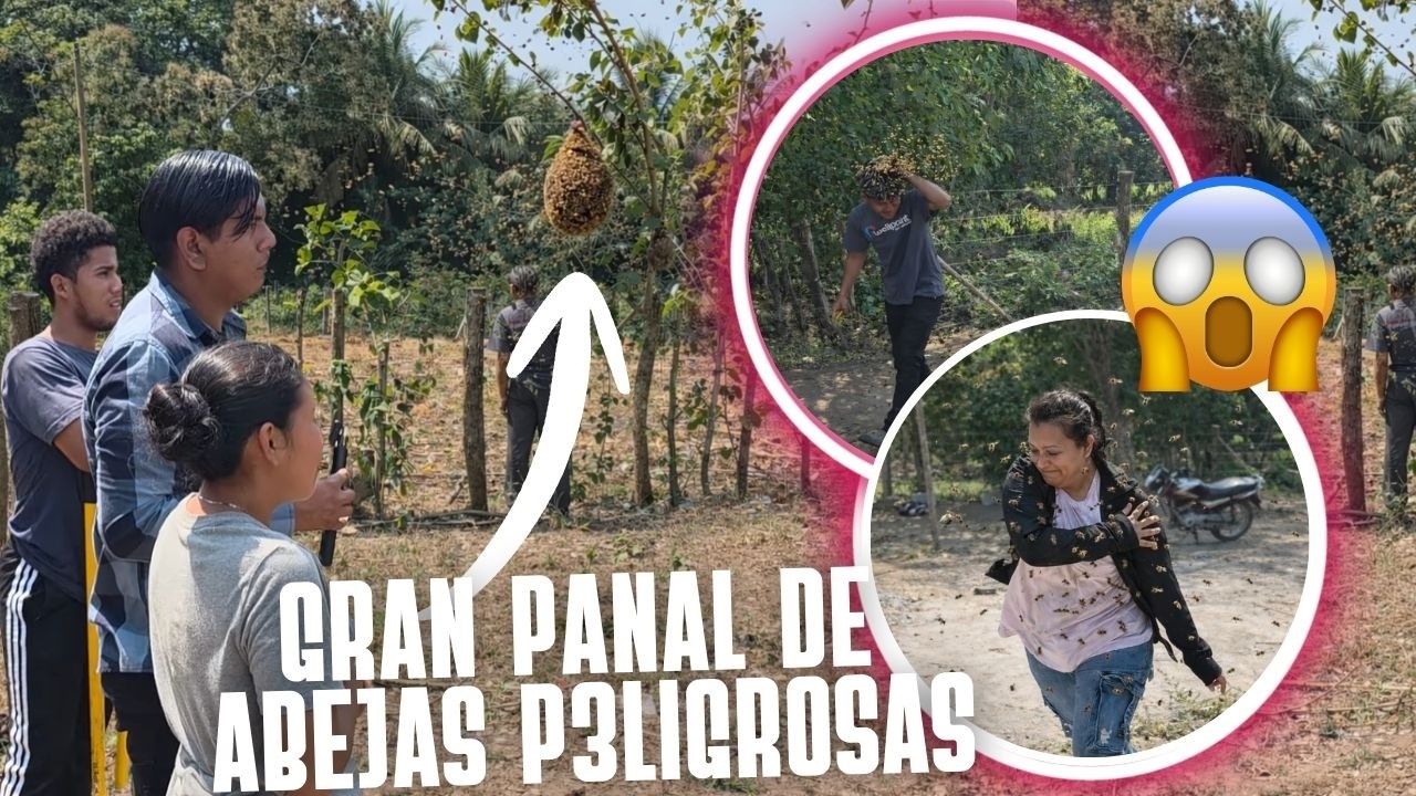 Madre del cielo!! ! EL TERRENO DE ROSITA INVADIDO POR ABEJAS P3l¡grosas😨 🐝 ATACARON A ALEX Y CITA😨😭