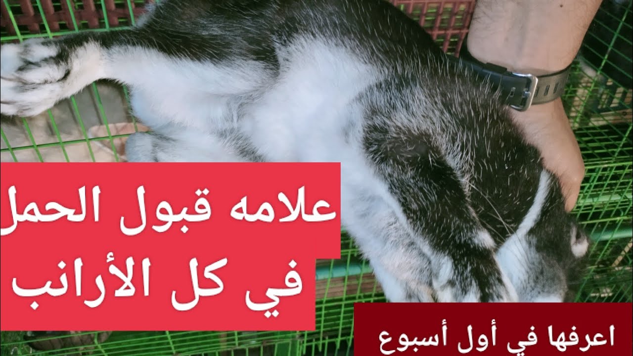 علامه قبول الحمل في كل الأرانب هتعرفها في أول أسبوع وهتتاكد منها بنفسك شوف الفديو وأحكم.