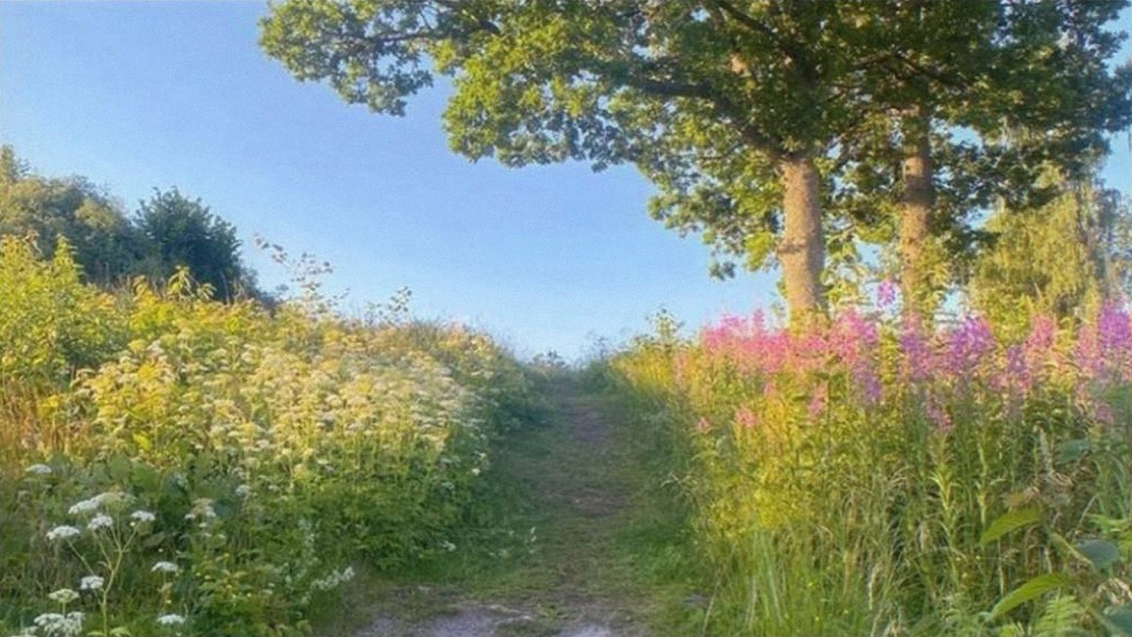 a quiet playlist for peaceful mornings of life 🍀 (reading, studying & relaxing)