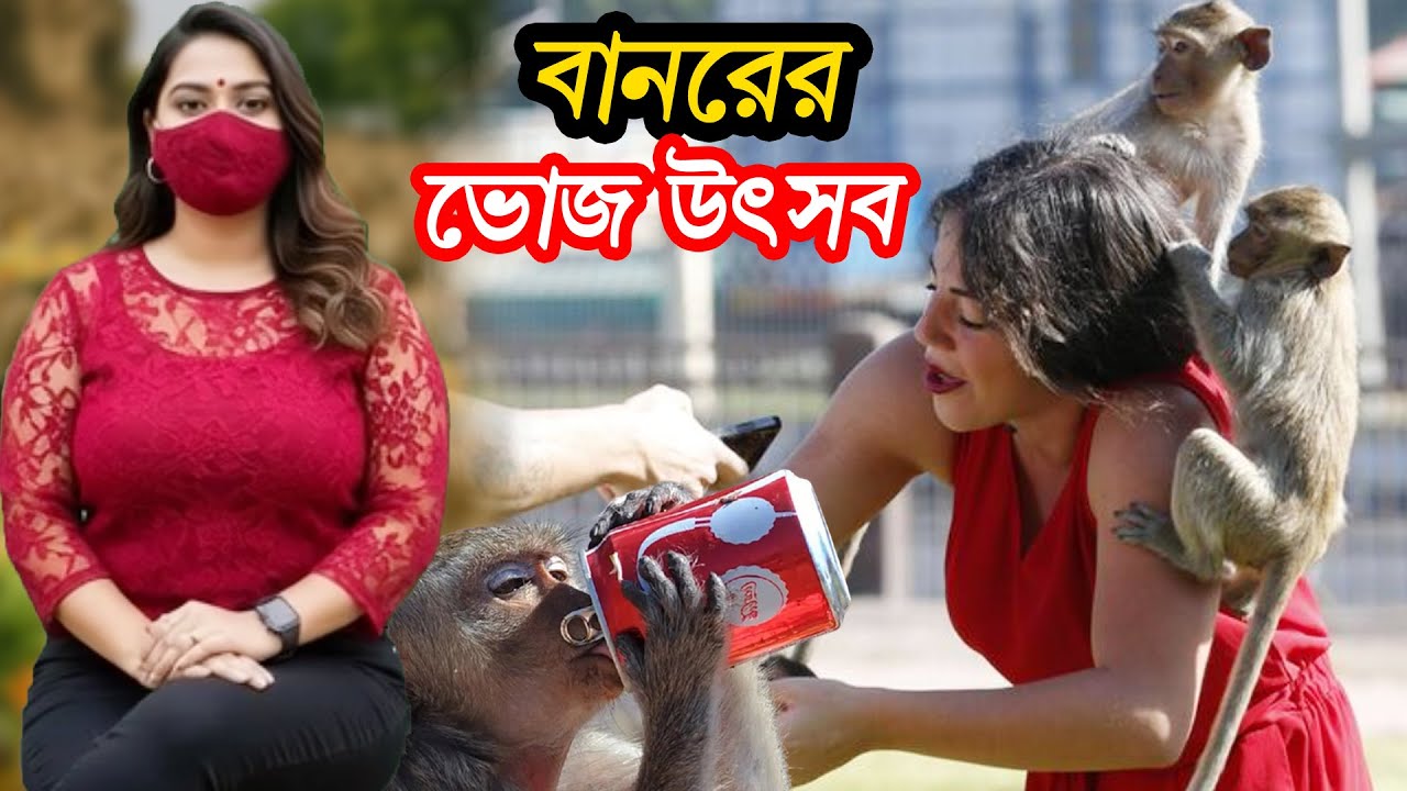 থাইল্যান্ডের মানকি বুফে। যেখানে বানরদের জন্য বিশাল খাবারের আয়োজন করা হয়। Monkey Buffet Festival