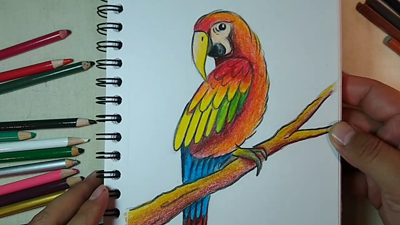 Cómo dibujar un GUACAMAYO ROJO fácil!!!
