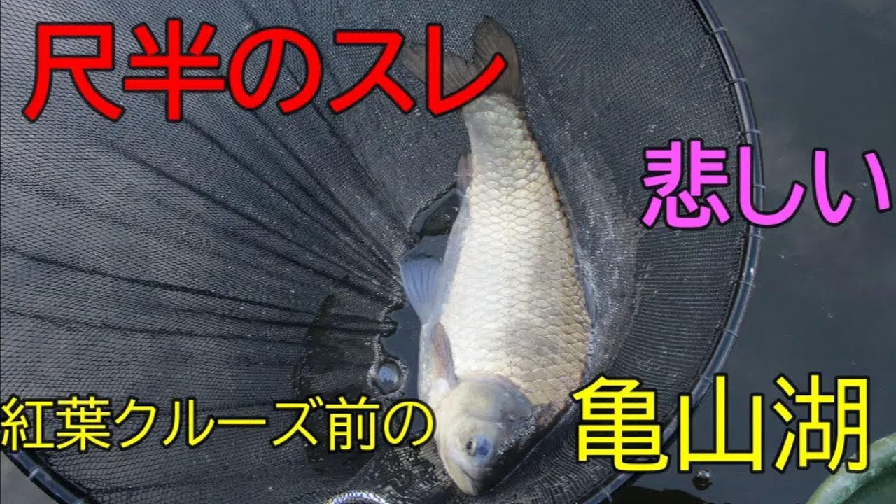 亀山湖・笹川⑥　へら鮒釣り　2025年11月