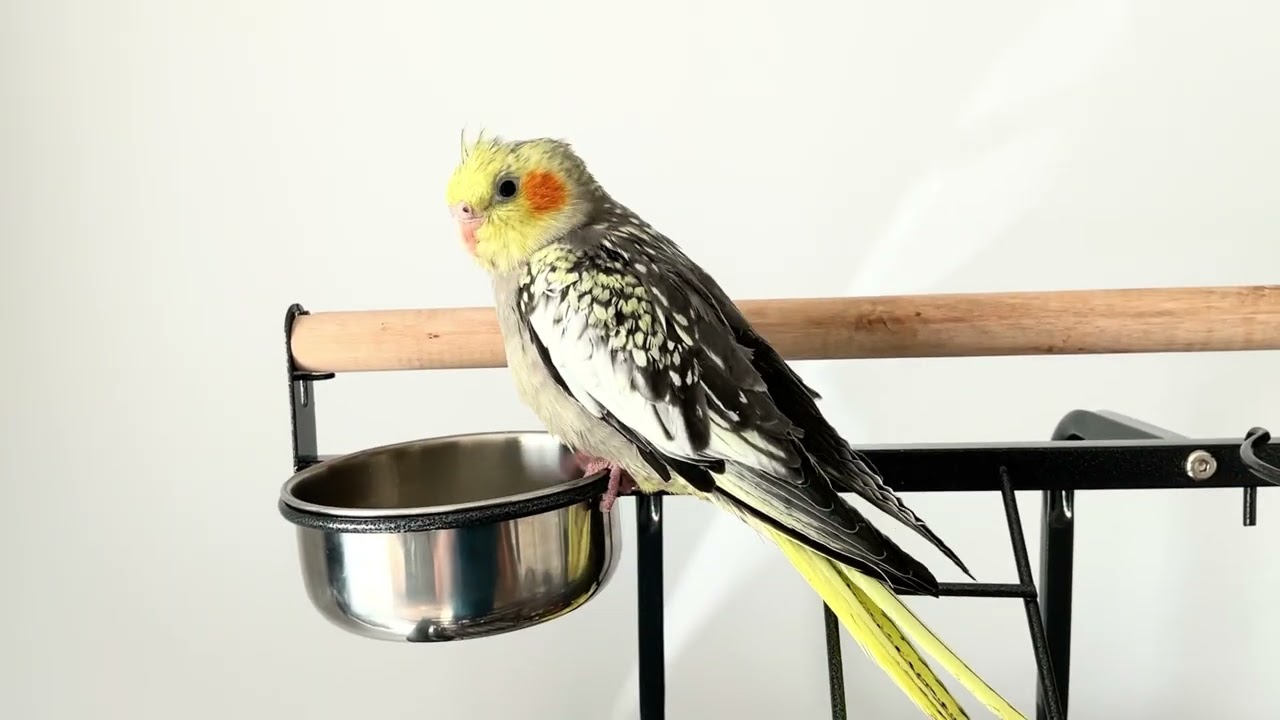 Parrot papinin günlük keyifli rutini#viral #birds #pets #keşfet 