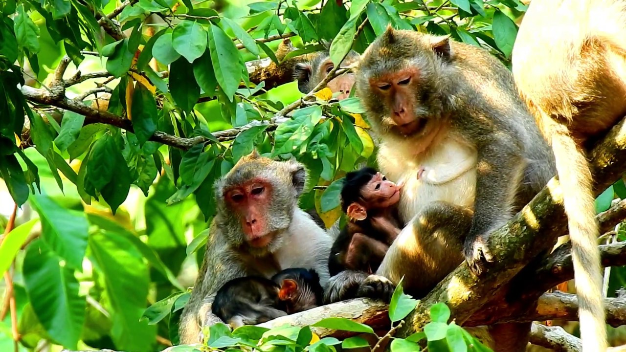 Janet Angary Mom, Jane Family Monkey, Lovely Monkey