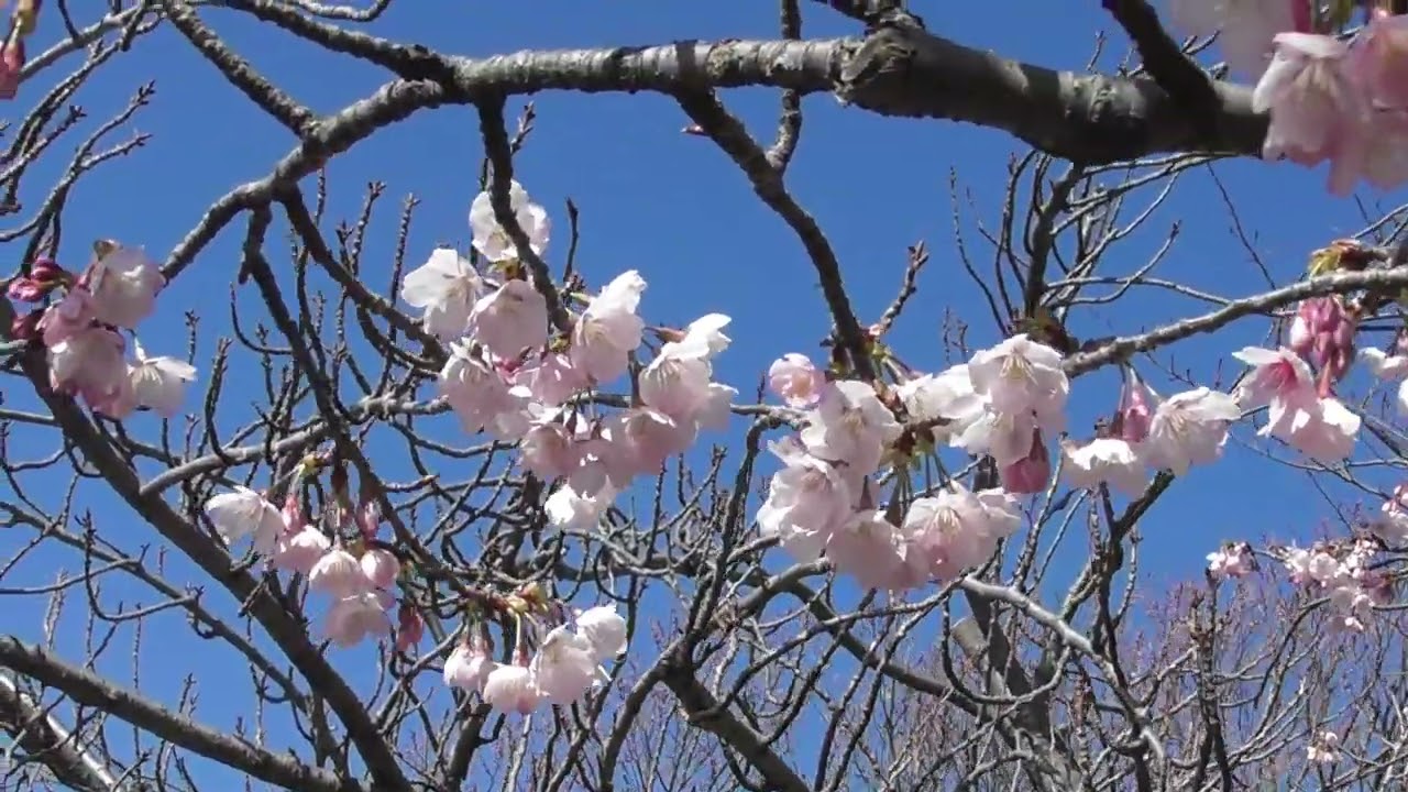 カンザクラの花