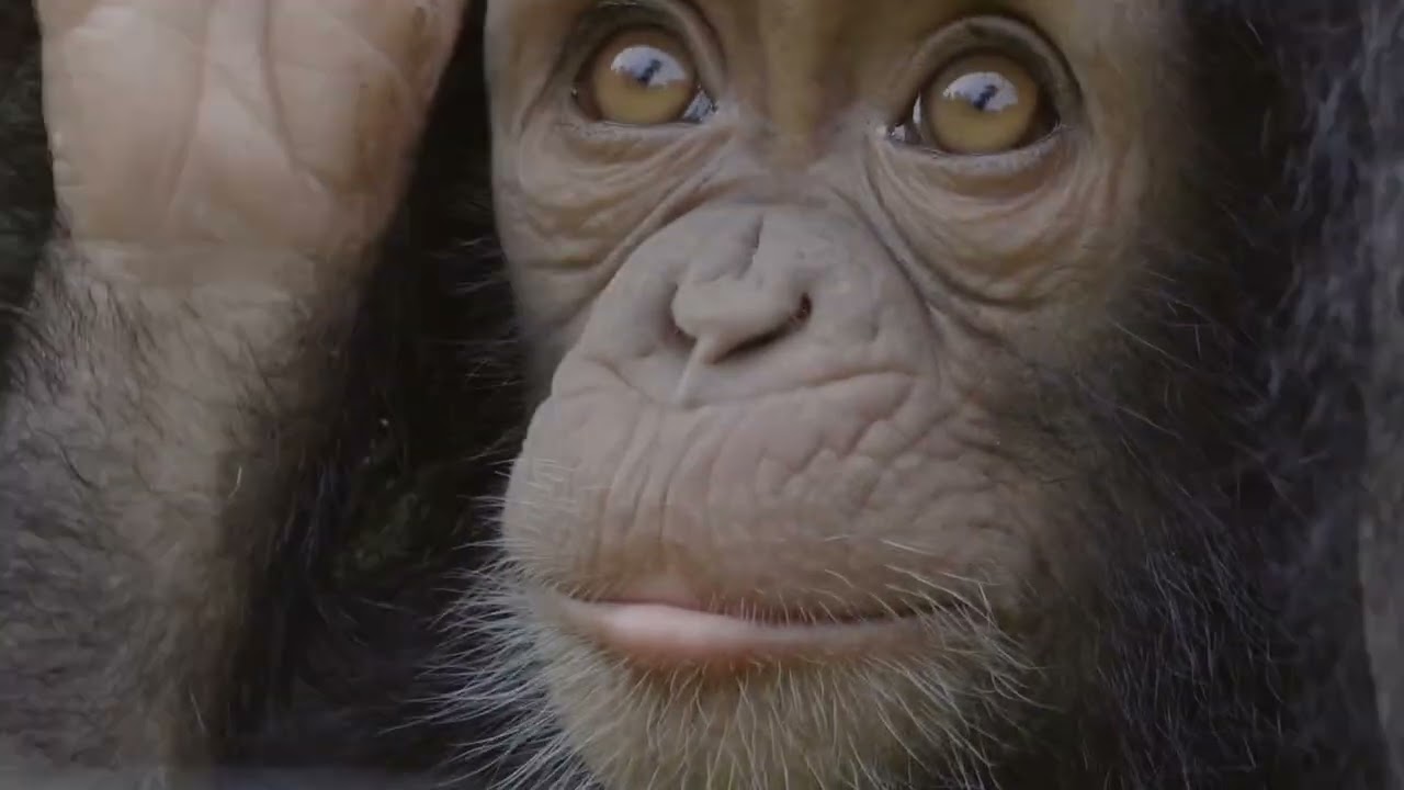 Young Chimps at Sanaga-Yong