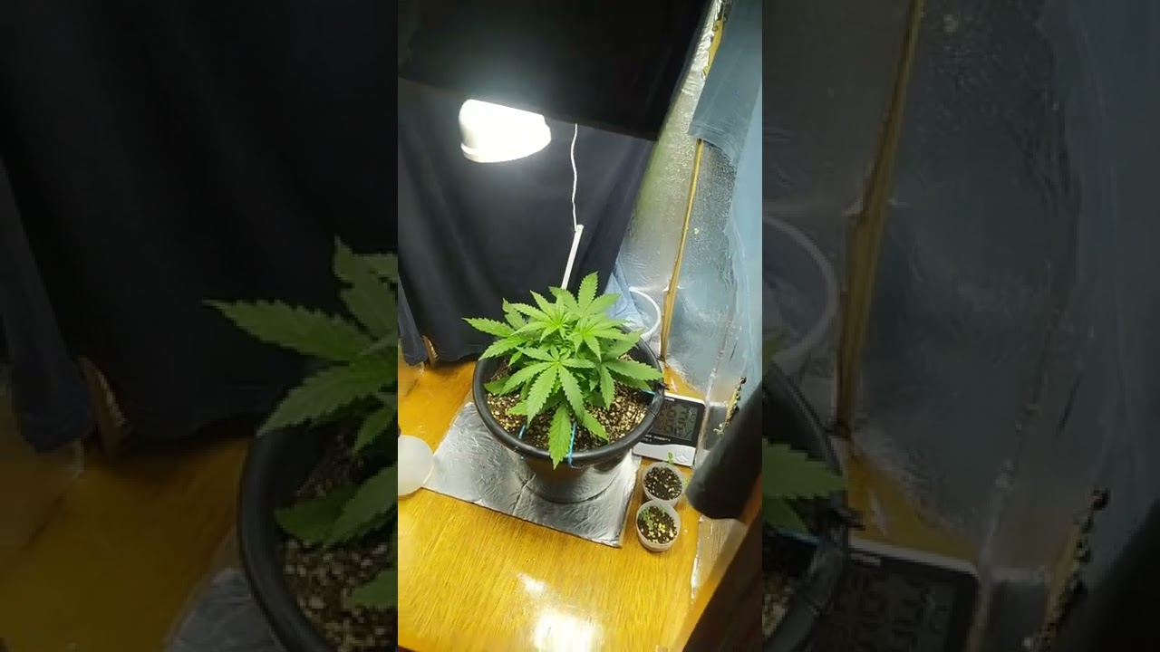GROWBIARRA?? agora a temperatura e umidade t&aacute; ok