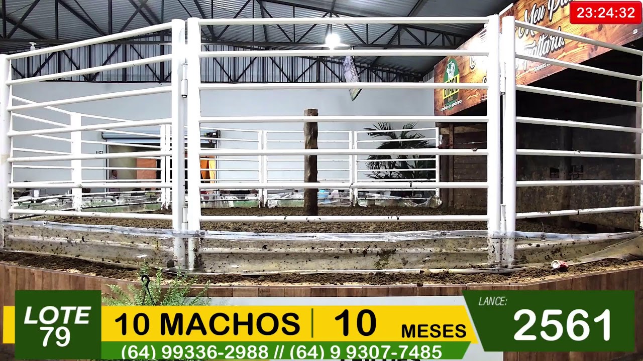 BRASIL LEILÕES - SÃO LUIS DE MONTES BELOS - GO -04/02/2026