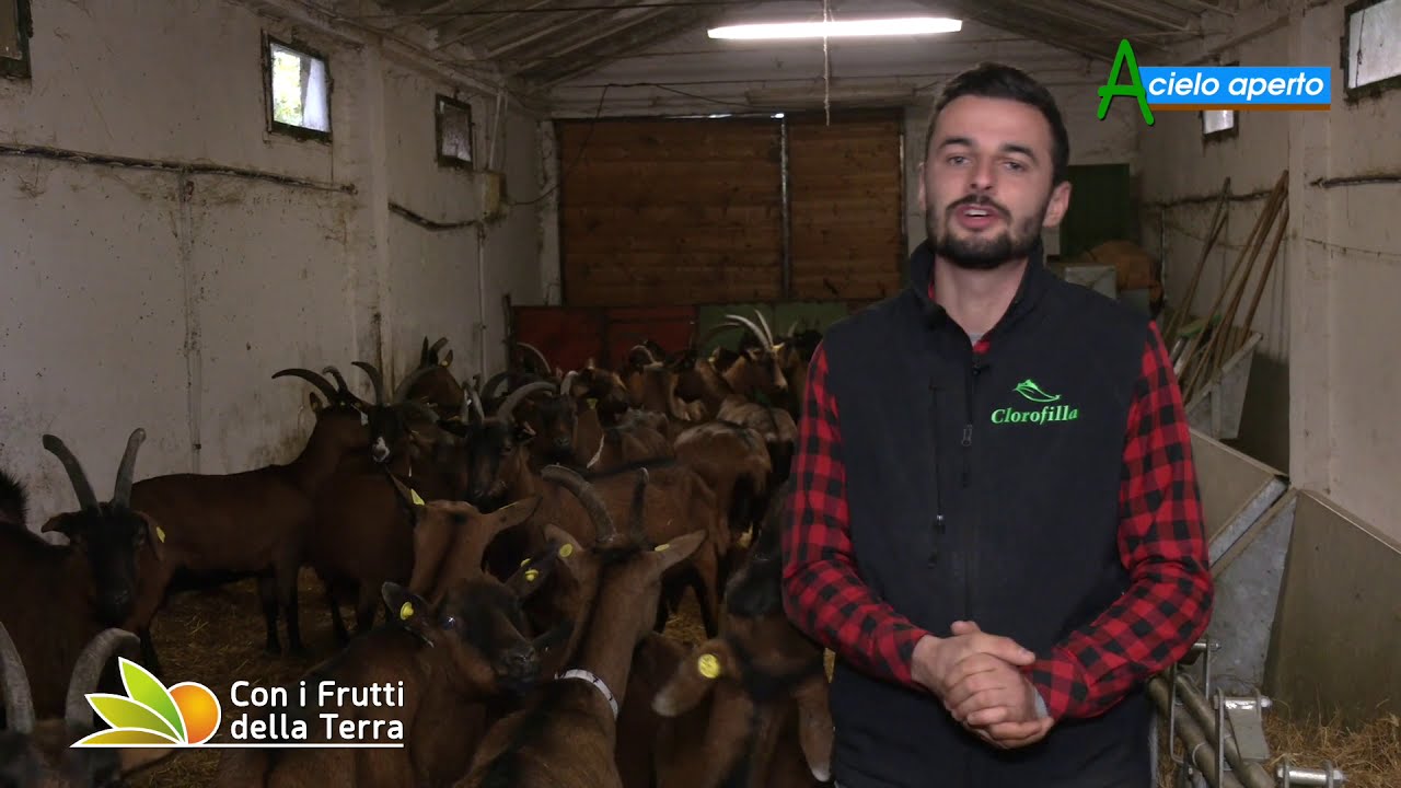 Puntata del 3/1/21 – 2° parte – Vacche, pecore e capre: gli animali della Clorofilla