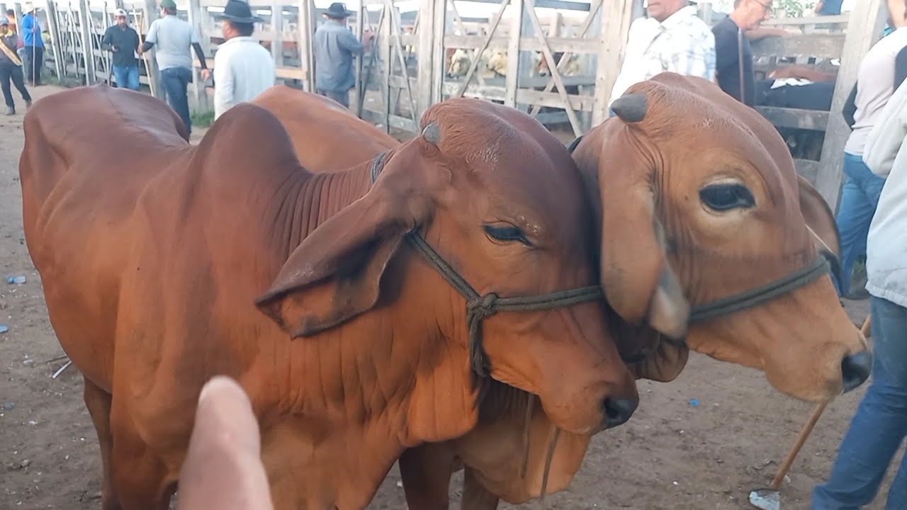 Feira de gado. Só as pareias em Dois Riachos Alagoas 11/03/26#nordeste