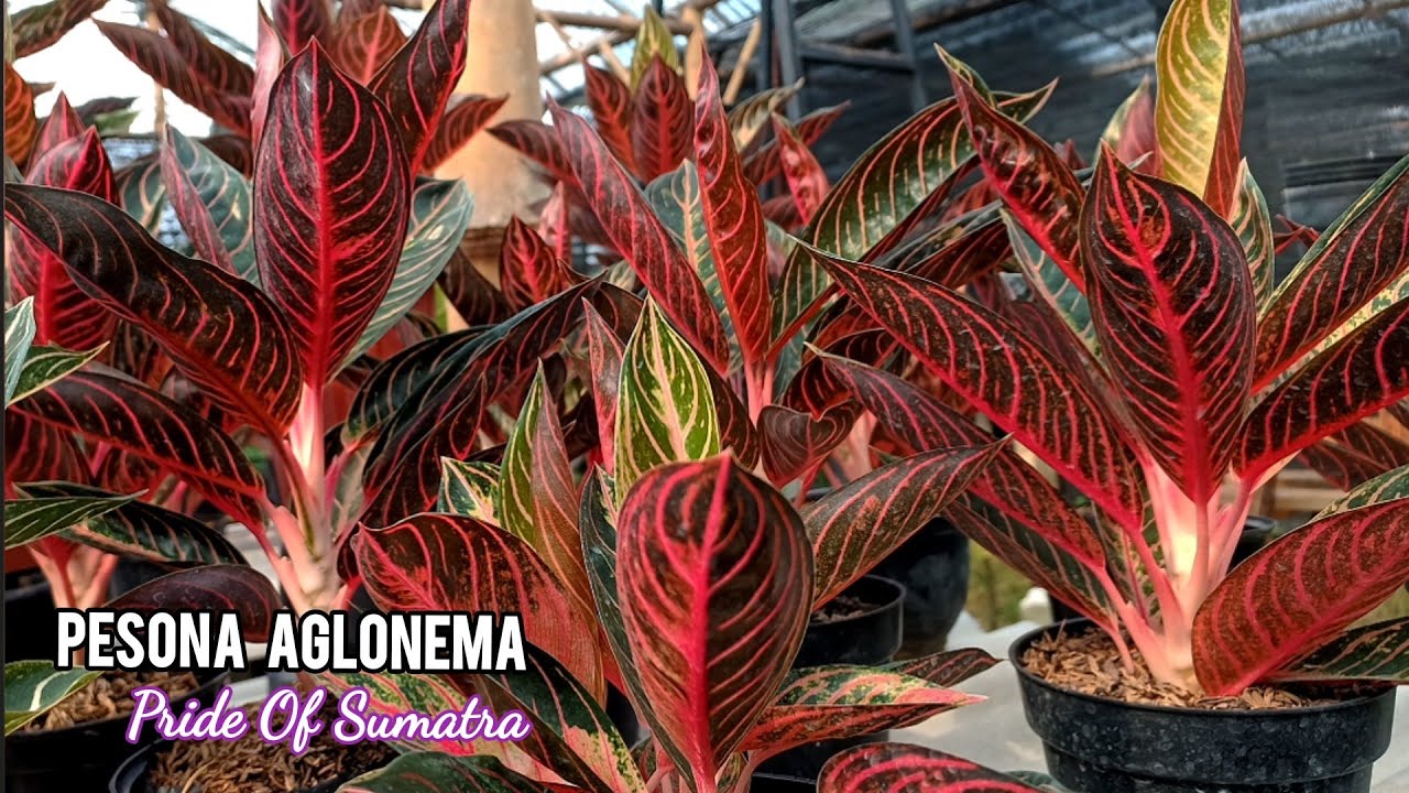 Pesona Aglonema Pride Of Sumatra Kios Bunga Mbak Retno