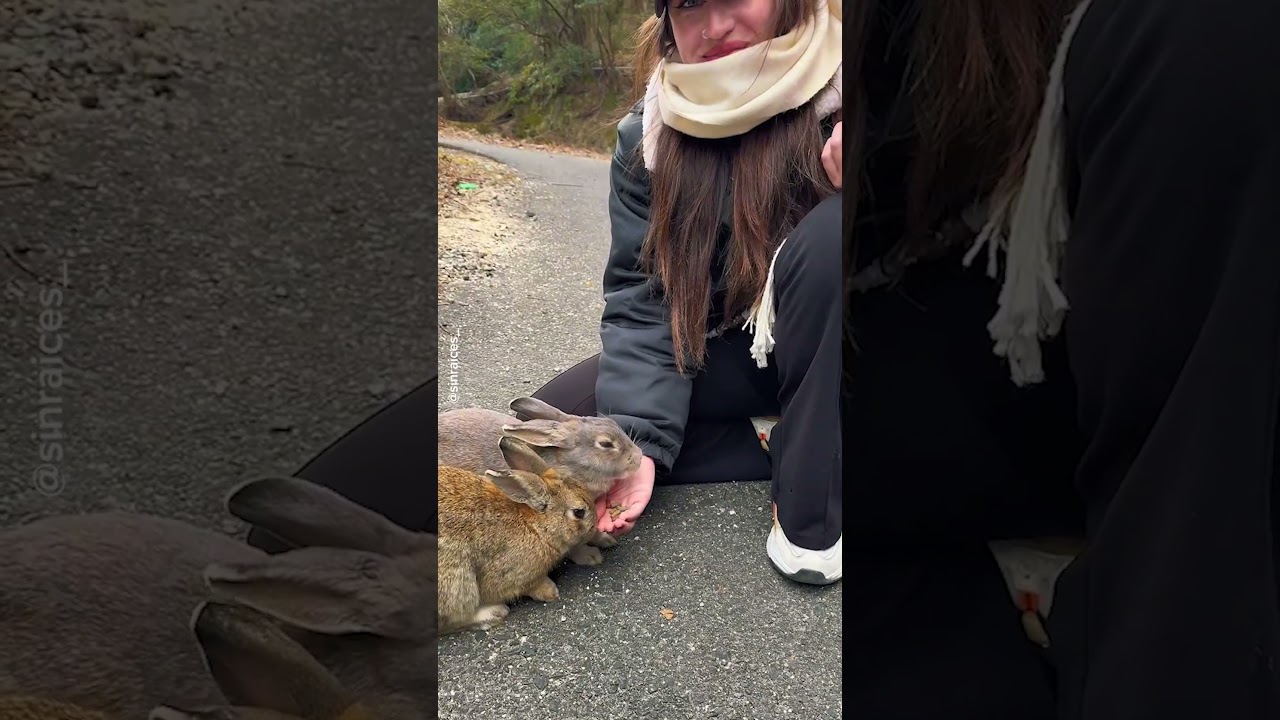 Japanese Island Filled With Bunnies Uncovered