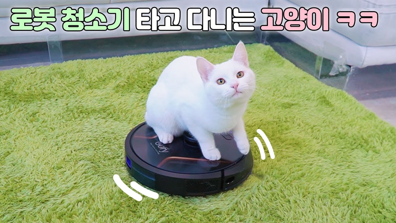 로봇청소기를 타고다니는 고양이 | 고양이산책